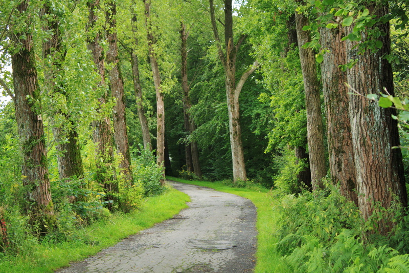 beauty in nature, day, asphalt road, green, strains, leafed, forest, bamboo - plant, away, log, forest road, green color, land, leaves, poplar avenue, Poplar