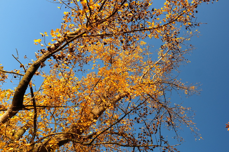 Tree, plant part, autumn, hybrid, branch, natural condition, sky, Leaves, sunlight, no people, growth, european black poplar, beauty in nature, day, golden autumn