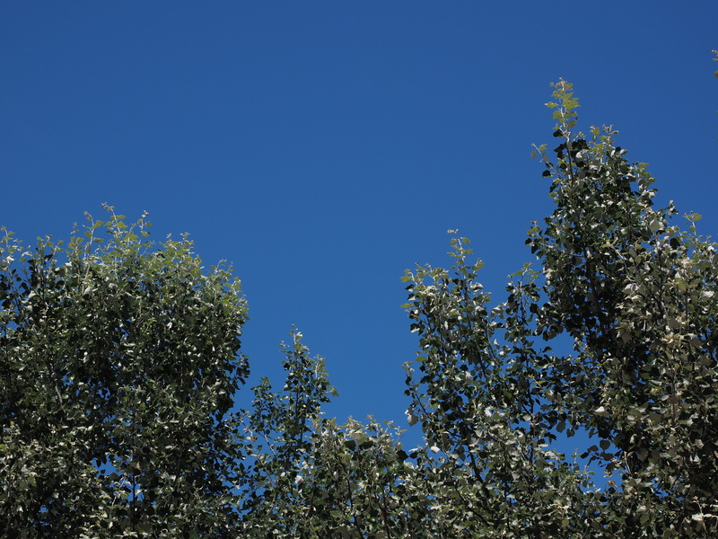 White Poplar, blue, no people, growth, beauty in nature, fruit tree, plants, plant part, low angle view, branch, nature, Trees, poplar, sunlight, Leaves