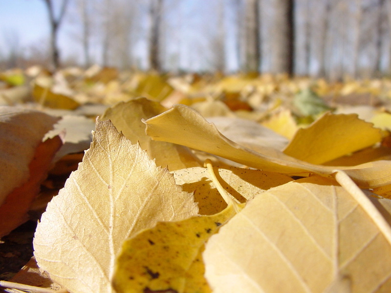 close-up, Leaves, listopad, leaves of poplar, 1080P, plant part, Yellow, sunlight, day, leaf, freshness, food and drink, change, autumn, no people, plant