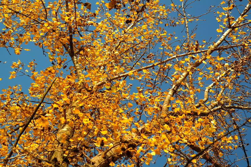 tree, no people, sunlight, yellow, blue, beauty in nature, nature, autumn, flowering plant, poplar, change, poplar leaf, outdoors, plant, fall foliage