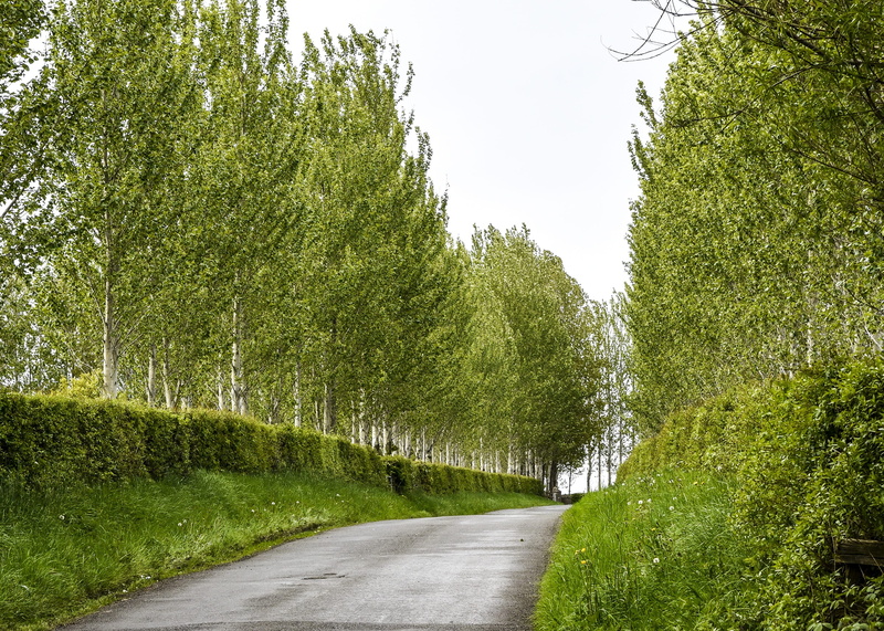 day, scenic, green color, sky, ireland, nature, trail, scenics - nature, trees, hiking, growth, tranquil scene, empty road, grass, treelined, woods, light