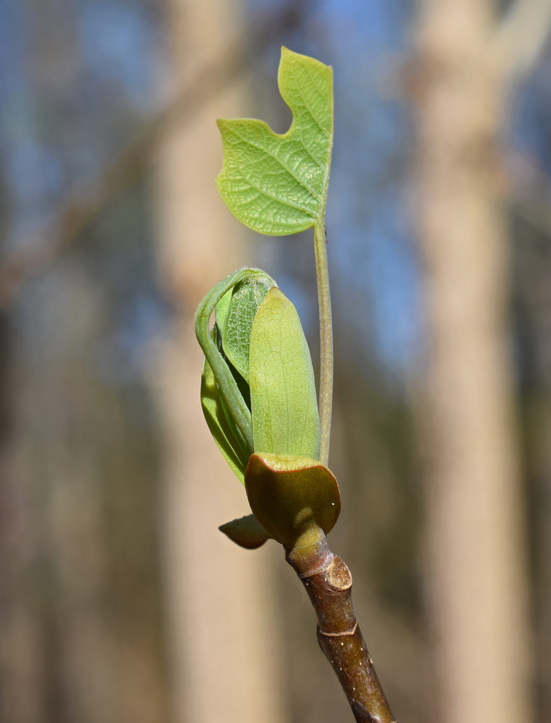 no people, tree, animal wildlife, beauty in nature, focus on foreground, Tree, beginnings, nature, tulip tree poplar, animal themes, 4K, Tulip Tree, leaf