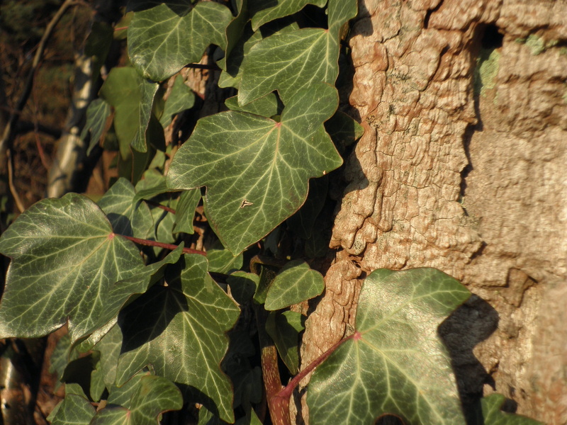 common ivy, high angle view, climber plant, beauty in nature, bark, outdoors, nature, leaves, close-up, trunk, tree, tree trunk, entwine, growth, green color