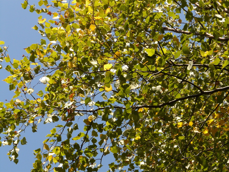 sky, leaf, 2K, no people, flowering plant, leaves, branch, summer, day, sunlight, beauty in nature, springtime, plant part, low angle view, green color