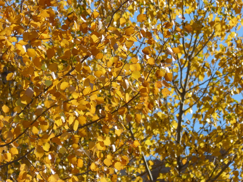 yellow leaves, autumn, no people, full frame, leaf, poplars, sky, 4K, falling leaves, backgrounds, plant, outdoors, maple leaf, plant part, populus alba