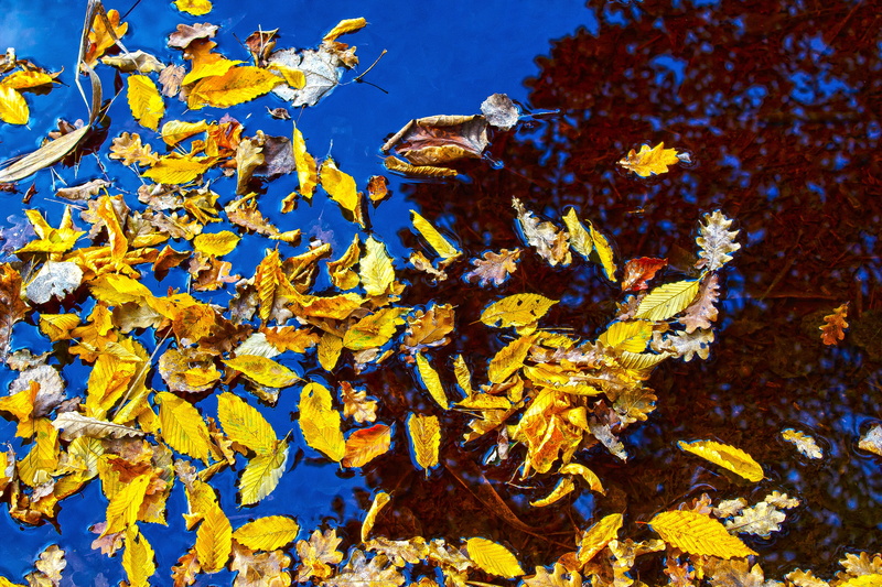 5K, colorful, outdoors, land, orange, beauty in nature, blue, tree, poplar, animal wildlife, natural condition, nature, yellow, romantic, red, growth
