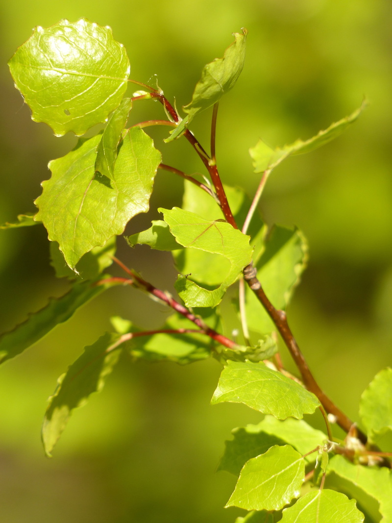 animal themes, poplar, selective focus, growth, branch, populus, one animal, aspen, populus tremula, aspe, beauty in nature, plant part, insect, outdoors