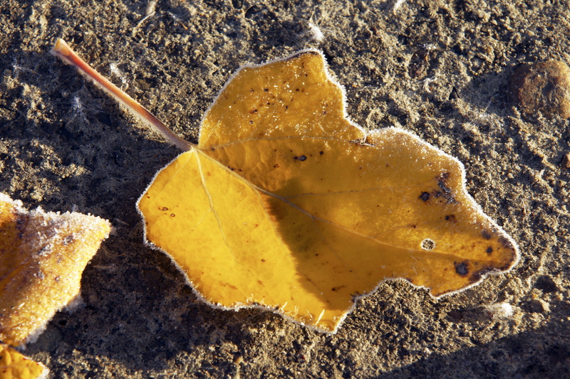 no people, sea, sand, leaf, yellow leaves, fragility, autumn, closeup, water, sheet, 5K, listopad, animal wildlife, land, close-up, rock, september, the leaves of the silver poplar