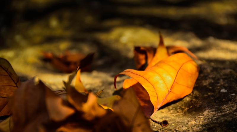 leaf, close-up, change, leaves, falling, outdoors, dry, vulnerability, maple leaf, land, poplar, nature, autumn, yellow, no people, october, plant part