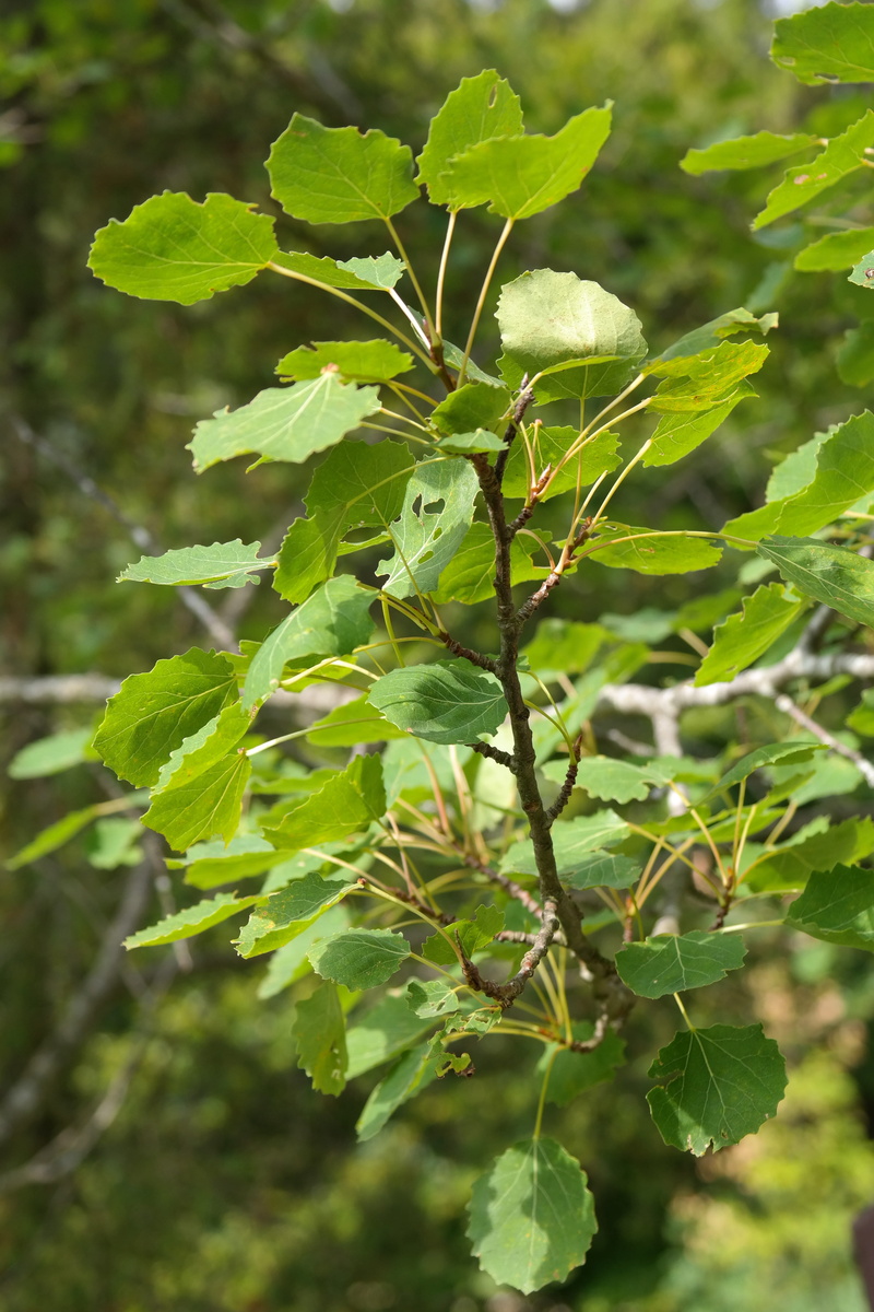 vulnerability, sunlight, green, aspen, tranquility, foliage, close-up, 5K, food, growth, food and drink, leaf, fragility, agrimony, plant part, tree, nature