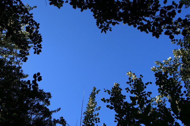 forest, outdoors, leaves, clear sky, silhouette, foliage, plant part, leaf, sky, tree, directly below, blue, tree canopy, 4K, nature, branch, beauty in nature