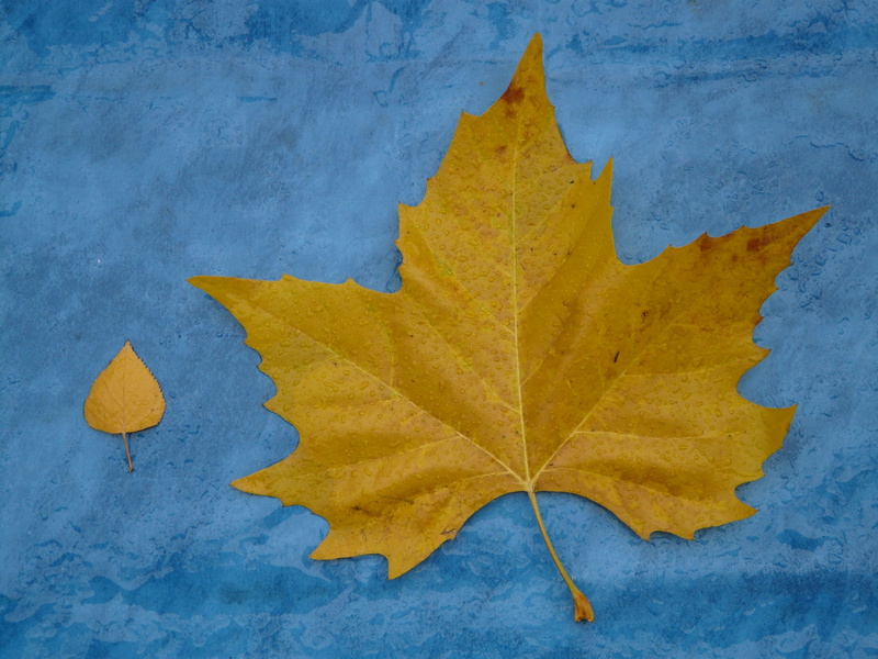 colors, maple tree, side by side, shape, fall, plant part, nature, fall color, fall foliage, leaf vein, 2K, no people, season, dry, Comparison, poplar leaf