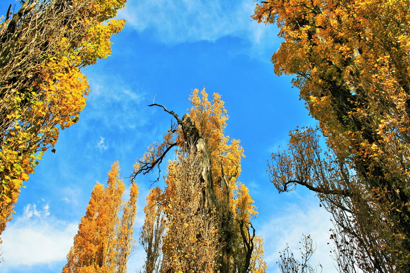Tall, trees, autumn, day, Poplar Trees, sky, no people, yellow, change, tree, tree trunk, plant, branch, scenics - nature, poplar, cloud - sky, outdoors