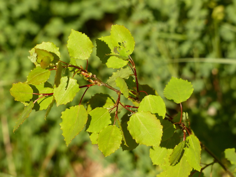 food and drink, Aspen, 4K, food, freshness, poplar, leaf, green, fruit, Tree, selective focus, populus tremula, aspe, plant, populus, Branch, tranquility