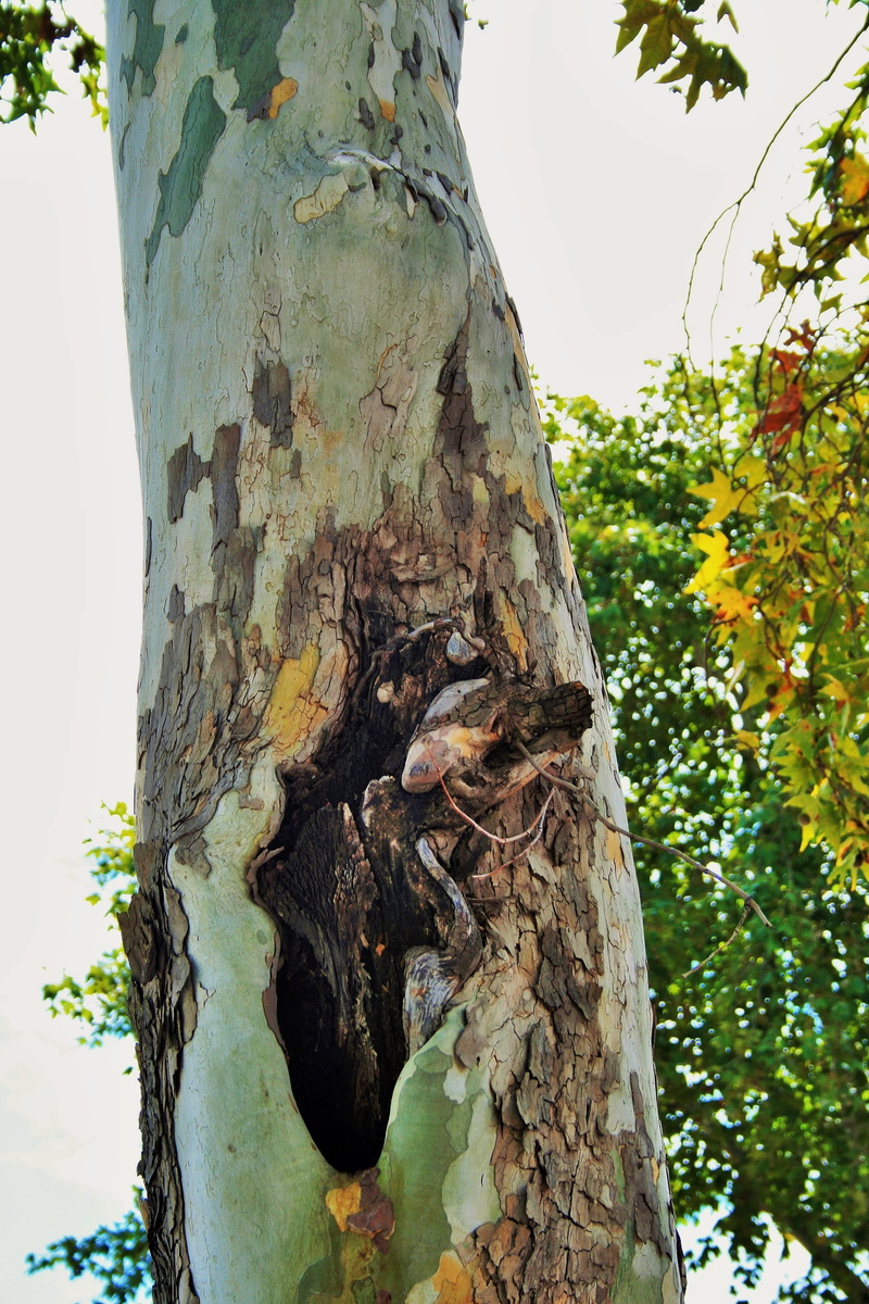 woods, trunk, leaves, Cottonwood, peeling off, 4K, tranquility, nature, wilderness, tree, forest, agriculture, organic, day, woodland, environment, branches