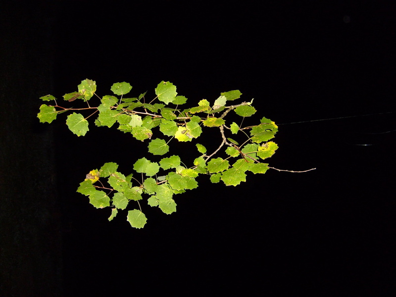 branch, botany, 2K, Poplar, plant part, Branch, Leaves, indoors, cut out, no people, night, close-up, plant, poplar, nature, studio shot, growth, beauty in nature