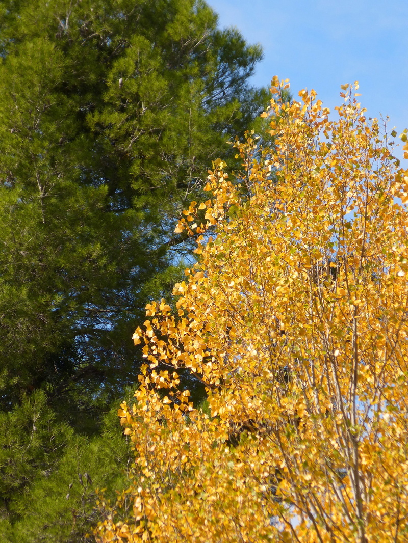 plant, yellow, day, nature, tree, leaves, green and yellow, scenics - nature, poplar, beauty in nature, sky, autumn, change, forest, outdoors, contrast