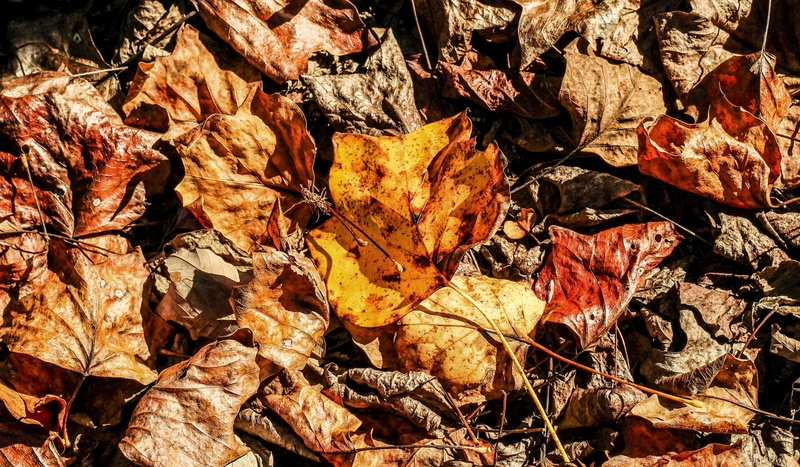 natural condition, 4K, land, change, fragility, dried, day, leaves, field, texture, dry, maple, high angle view, plant part, autumn, fall, vulnerability