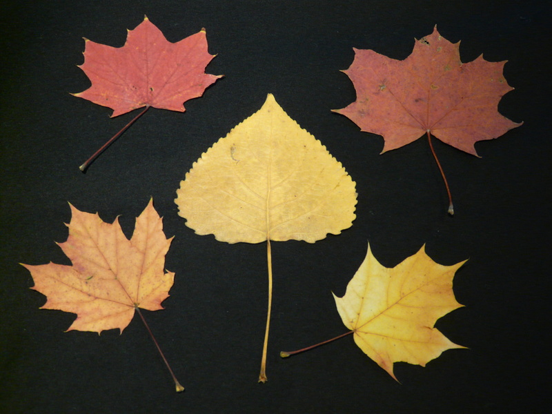 plant, shape, black color, 2K, herb modular, fall leaves, leaves, indoors, red, close-up, autumn mood, pressed, maple leaf, maple tree, collect, natural condition