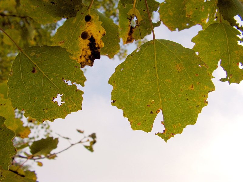 food and drink, focus on foreground, poplar, outdoors, tree, beauty in nature, close-up, autumn, plant, green color, backgrounds, day, season, 1080P, growth