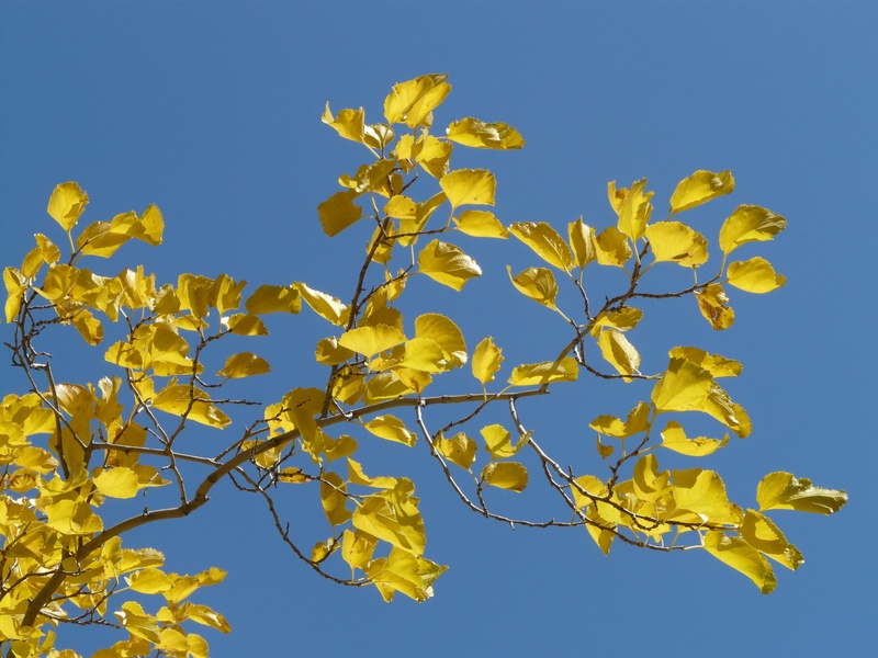 yellow, nature, outdoors, vulnerability, tranquility, low angle view, tree, poplar leaves, blue, sky, leaf, golden, natural condition, sunlight, poplar