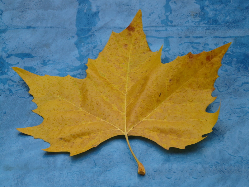 textured, autumn, nature, maple, natural pattern, natural condition, maple leaf, directly above, change, fall foliage, poplar leaf, 2K, close-up, day