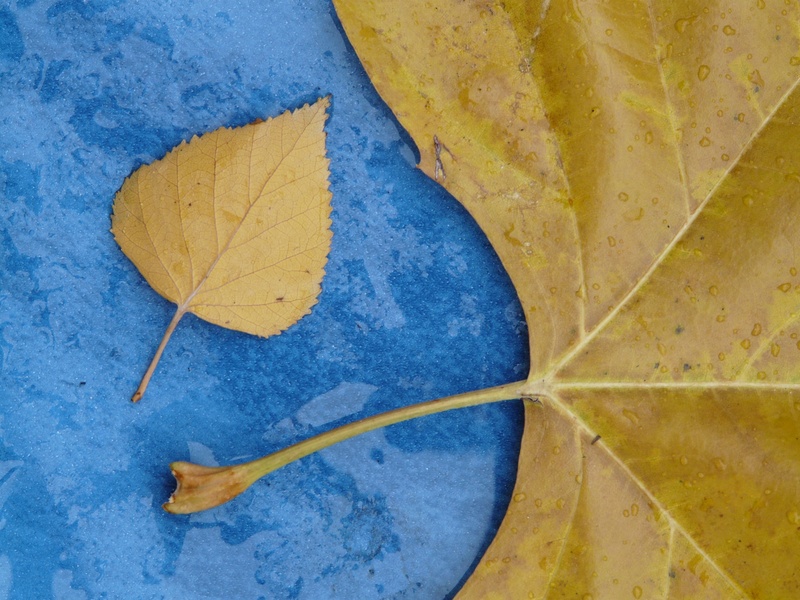 leaves, yellow, blue, poplar leaf, maple leaf, fall foliage, nature, no people, dry, day, autumn, black poplar leaf, rain, leaf veins, directly above, indoors