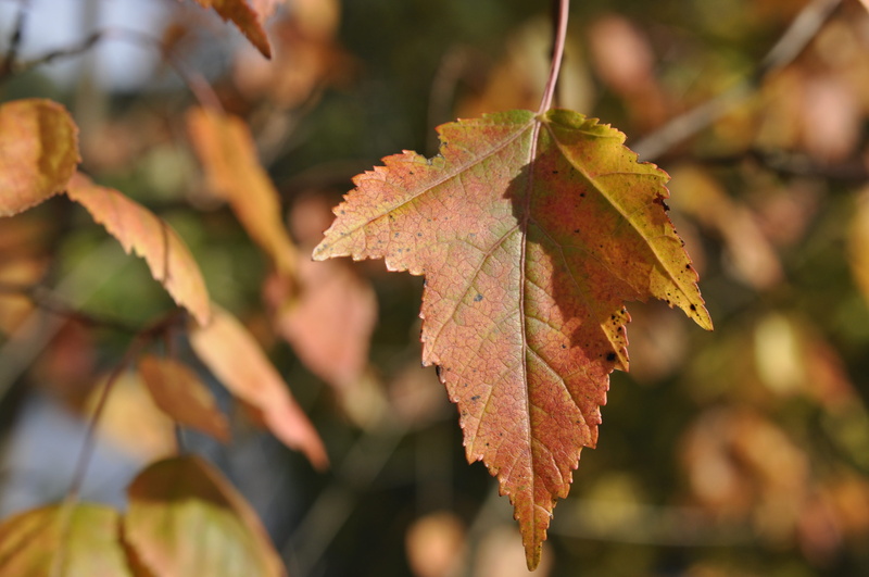 natural condition, leaf, autumn, maple leaf, day, beauty in nature, fall leaves, growth, orange color, fall, close-up, autumn colours, colorful leaves