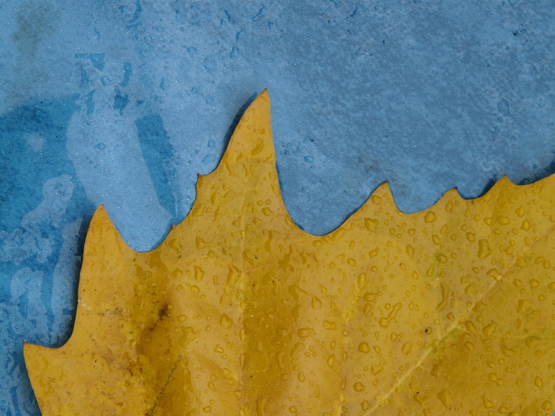 Jagged, fall foliage, black poplar leaf, no people, architecture, Edge, textured, wall - building feature, indoors, Yellow, autumn, leaves, built structure