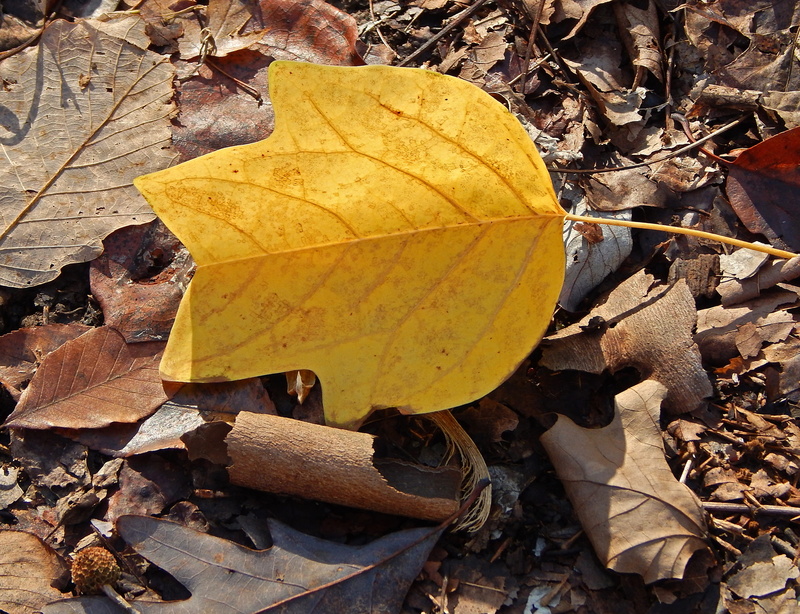 leaves, plant, no people, Fall, tulip tree poplar leaf, dry, Autumn, high angle view, field, yellow, land, Poplar, day, autumn collection, leaf vein, falling