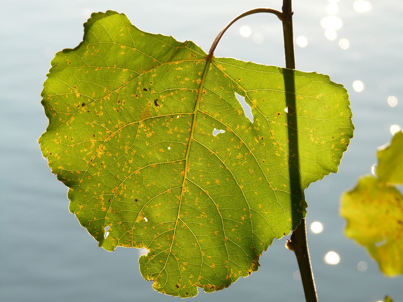 beauty in nature, populus nigra, Light, focus on foreground, Veins, 2K, poplar leaf, no people, populus deltoides, Leaf, poplar, leaves, green Color, sunlight