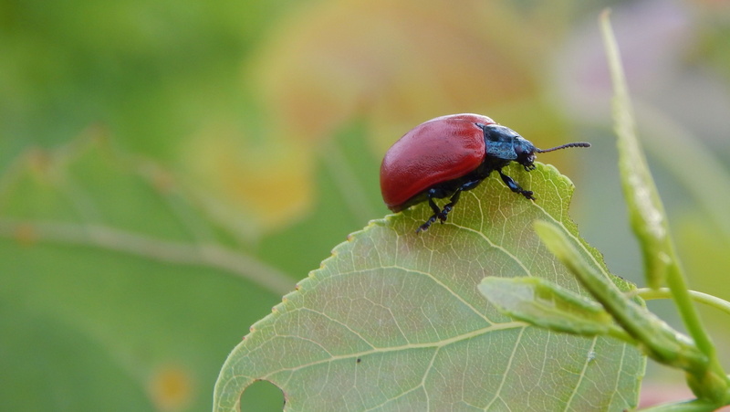close-up, selective focus, one animal, animals in the wild, beetle, lina poplar, nature, day, plant, animal themes, Lina, Insect, Animal, Macro, Leaf, growth