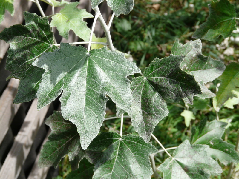 fragility, vulnerability, plant part, populus alba, salicaceae, close up, no people, tree, focus on foreground, freshness, 2K, poplar, leaf vein, close-up