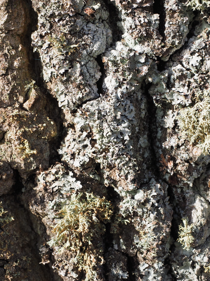 shrub lichen species, pattern, weave, log, rough, poplar bark, leaf braid, plant, tree trunk, extreme close-up, 4K, growth, day, tribe, poplar, white poplar