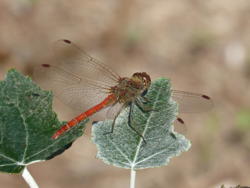poplar, dragonfly, butterfly - insect, animal wildlife, animal themes, focus on foreground, no people, outdoors, plant, insect, animal, winged insect, beauty in nature