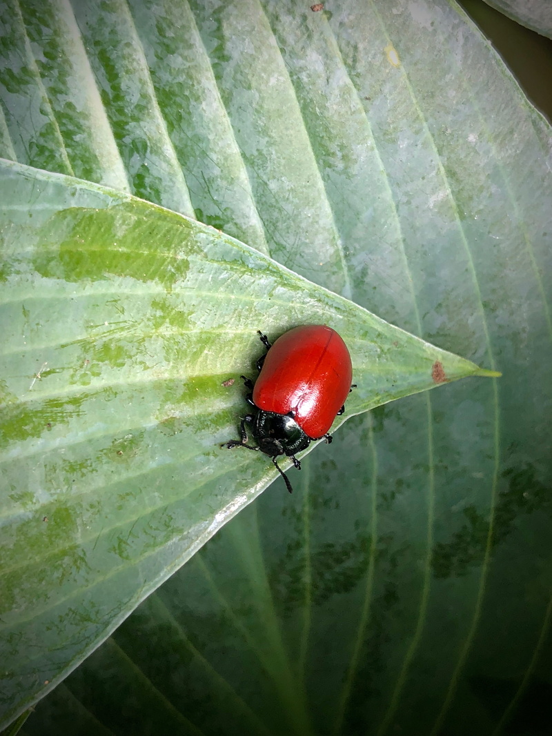 animal, no people, close-up, ladybug, growth, plant part, day, high angle view, animal themes, one animal, green color, invertebrate, nature, red, leaf