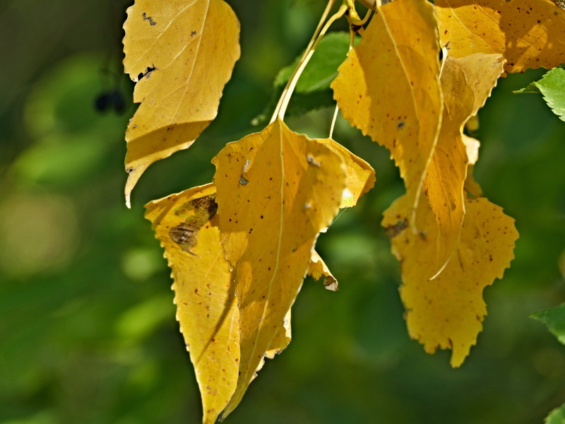 poplar, indian, foliage, yellow, natural pattern, green color, leaf vein, leaves, beauty in nature, plant, vulnerability, change, autumn, leaf, focus on foreground