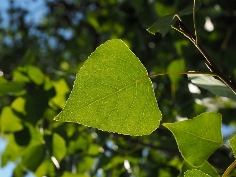 day, grazing greenhouse, 4K, green color, outdoors, nature, no people, black poplar, fragility, saar tree, vulnerability, green, close-up, growth, Veins