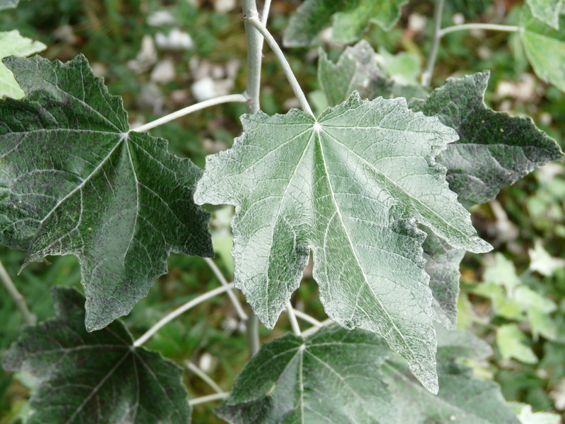 green, vulnerability, Close, grazing greenhouse, day, winter, leaf vein, leaves, growth, focus on foreground, close-up, cold temperature, white poplar