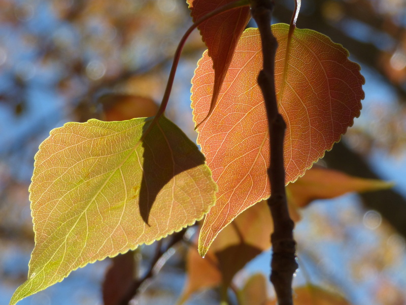 Sheet, day, Leaf, Outbreak, spring, leaf vein, close-up, maple leaf, autumn, growth, selective focus, plant, Tender, orange color, sprout, plant part, sheet tender