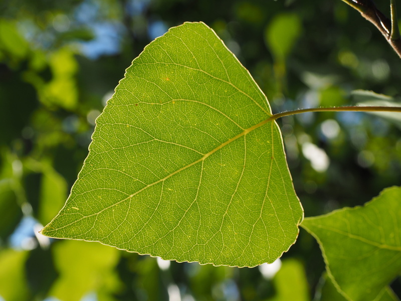 close-up, no people, Poplar, grazing greenhouse, selective focus, leaf vein, day, vulnerability, nature, black poplar, heart shaped, plant, plant part
