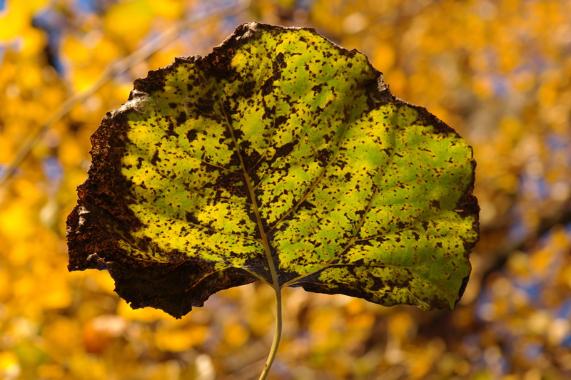 hybrid, no people, shine through, plant part, leaf veins, populus deltoides, 5K, black poplar, growth, poplar, lichen, populus nigra, macro, forest, vibrant Color