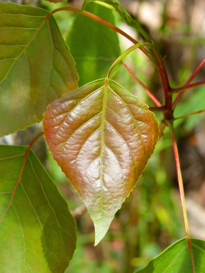 vulnerability, leaves, beauty in nature, plant part, no people, plant, tree, fragility, poplar, red leaf, nature, leaf, autumn, natural condition, 4K