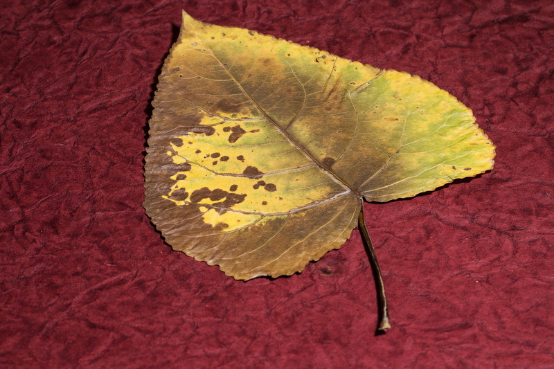 textile, dry, plant, 5K, change, high angle view, autumn, natural condition, vulnerability, beauty in nature, no people, textured, close-up, red, leaf