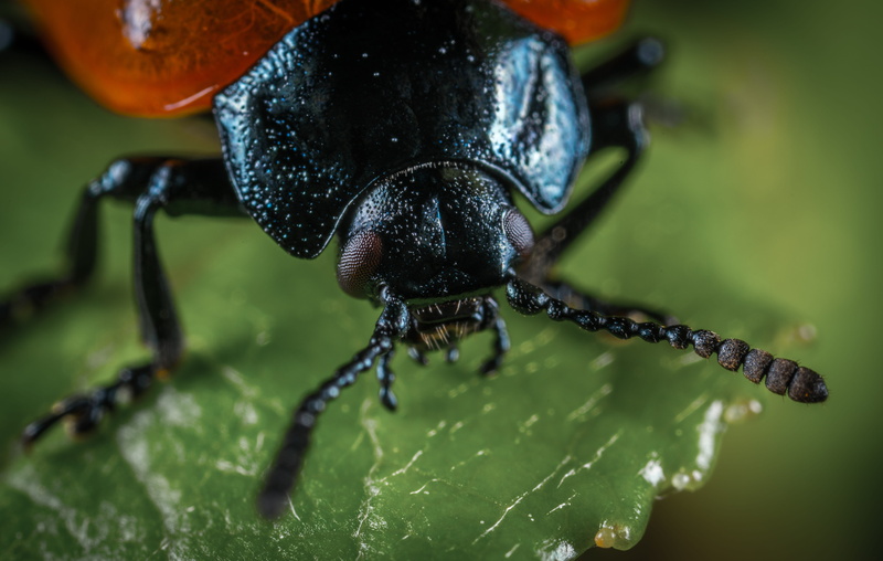 arthropod, animal body part, no people, animal leg, focus on foreground, outdoors, selective focus, insect, macro, 5K, zoology, animal, invertebrate, bespozvonochnoe
