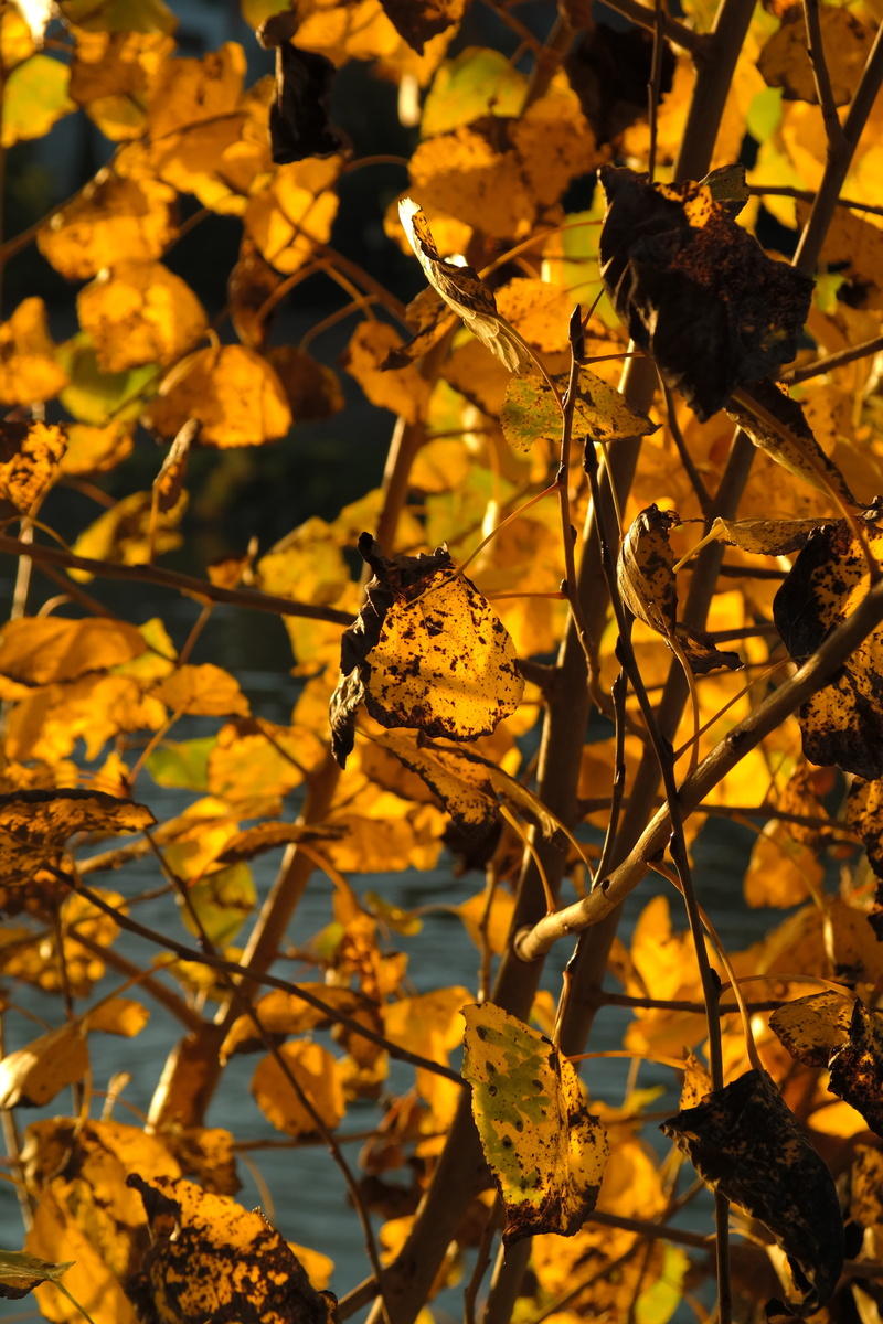 illuminated, no people, close-up, plant, hybrid, leaves in the autumn, focus on foreground, poplar leaves, animals in the wild, canadian poplar, animal themes