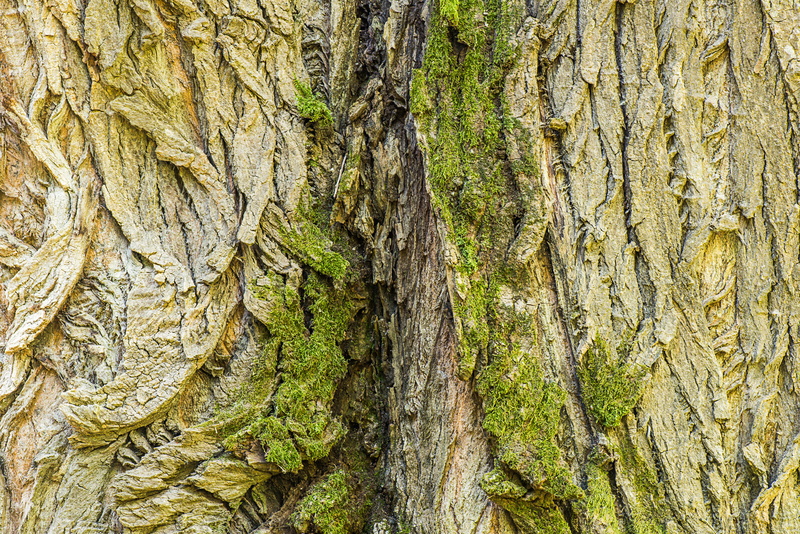 close-up, tree trunk, 5K, wood - material, Trunk, populus nigra, lichen, full frame, day, nature, textured, rough, plant part, Bark, growth, Old, Tree