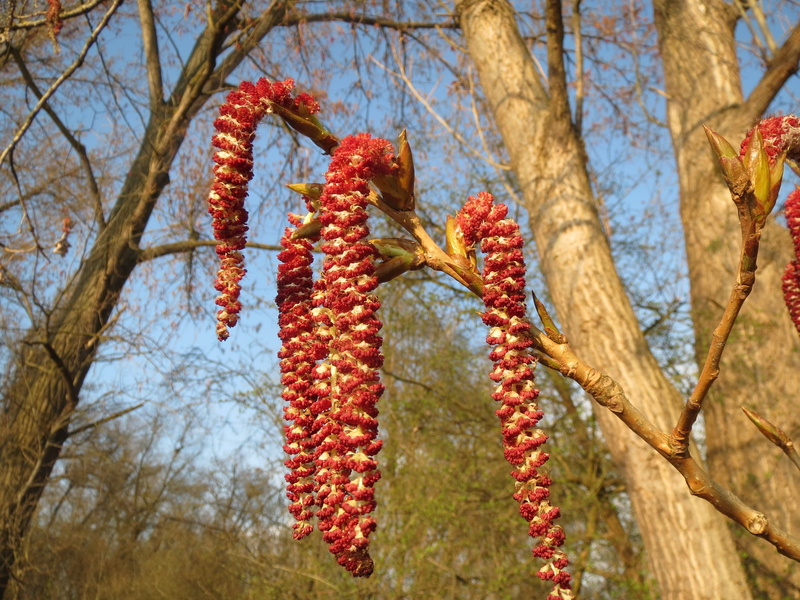Black Poplar, flora, catkins, hanging, no people, growth, canadian poplar, hbrid, inflorescence, focus on foreground, autumn, black, fruit, botany, food and drink