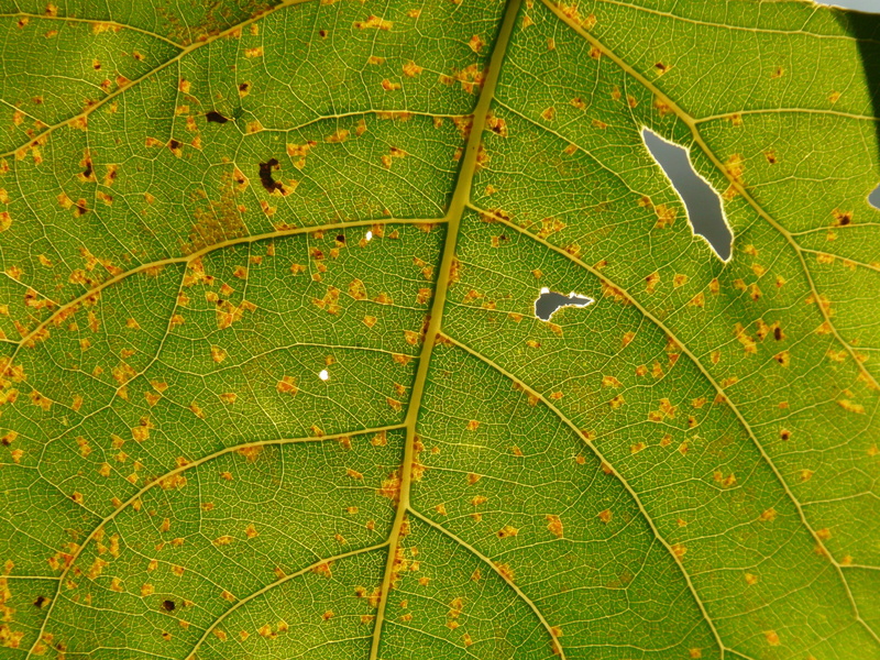 plant part, no people, freshness, water, natural pattern, wet, beauty in nature, Light, green Color, nature, full frame, Leaf, Veins, drop, poplar, purity